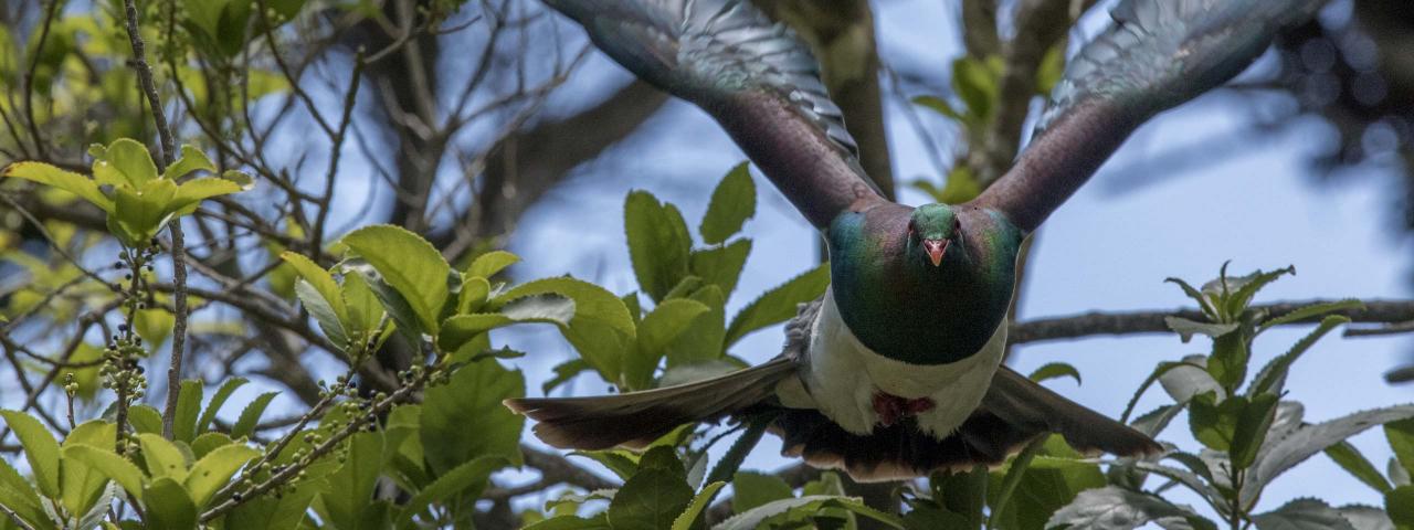 Keruru flying from tree (credit: Martin Saunders)