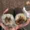 Photo of YB Sushi, Auckland CBD, Auckland CBD