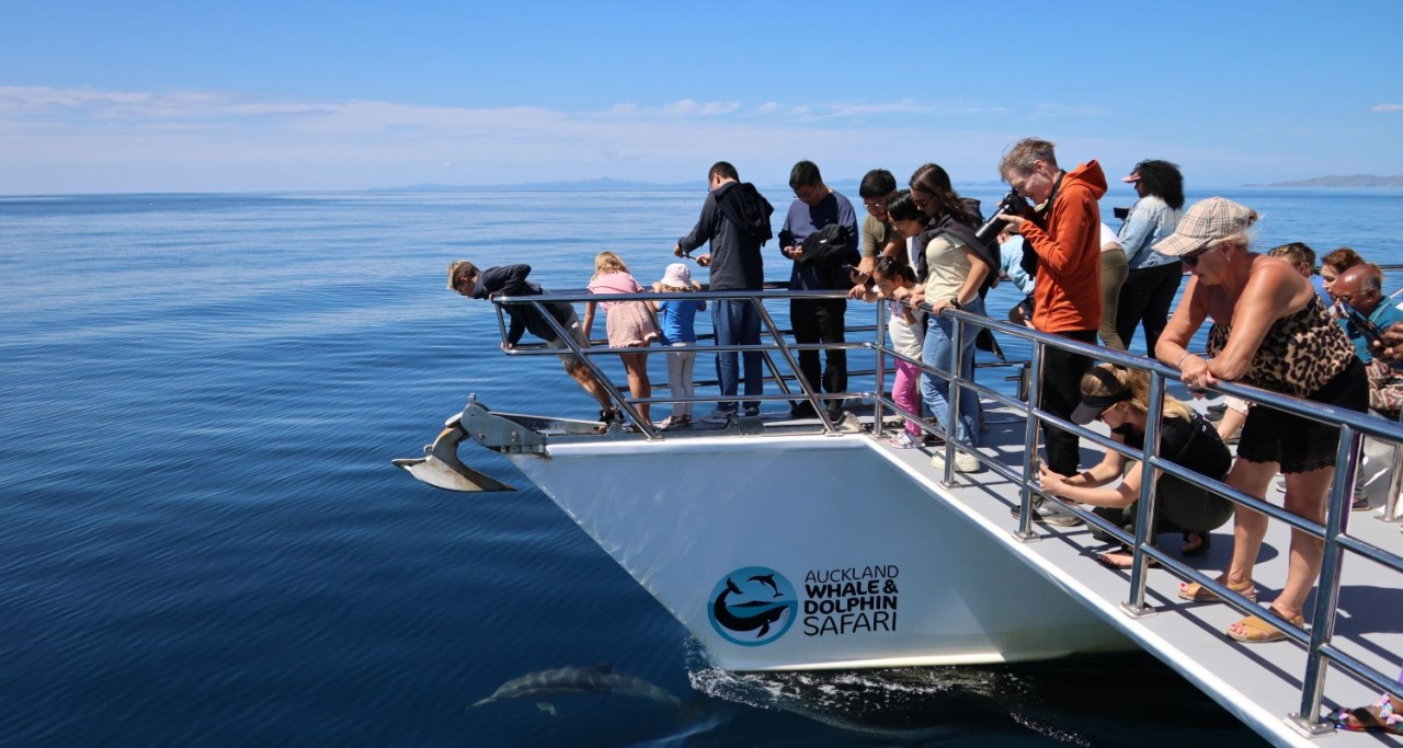 Auckland Whale & Dolphin Safari - Hero Banner Image 3 NEW Auckland Whale & Dolphin Safari - Hero Banner Image 3 NEW