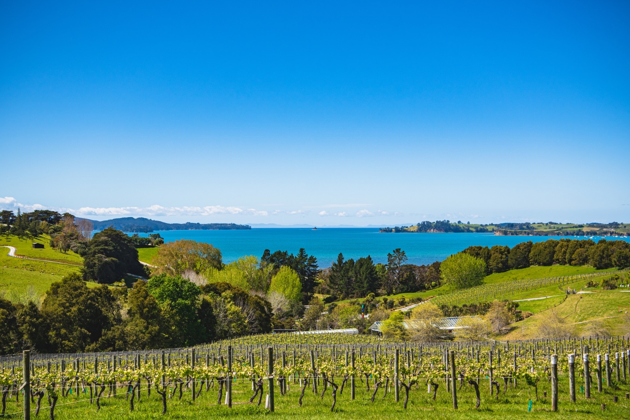 Brick Bay Vineyard