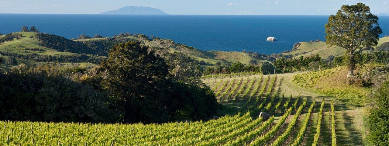 A beautiful vineyard A beautiful vineyard