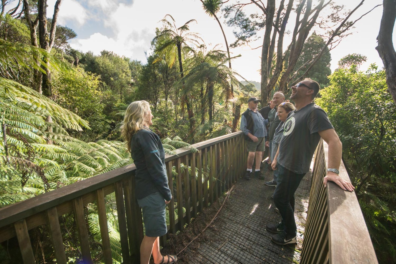 Bush and Beach Wilderness Experience - Half Day Tour, Auckland CBD Photo of Bush and Beach Wilderness Experience - Half Day Tour, Auckland CBD, Auckland Central