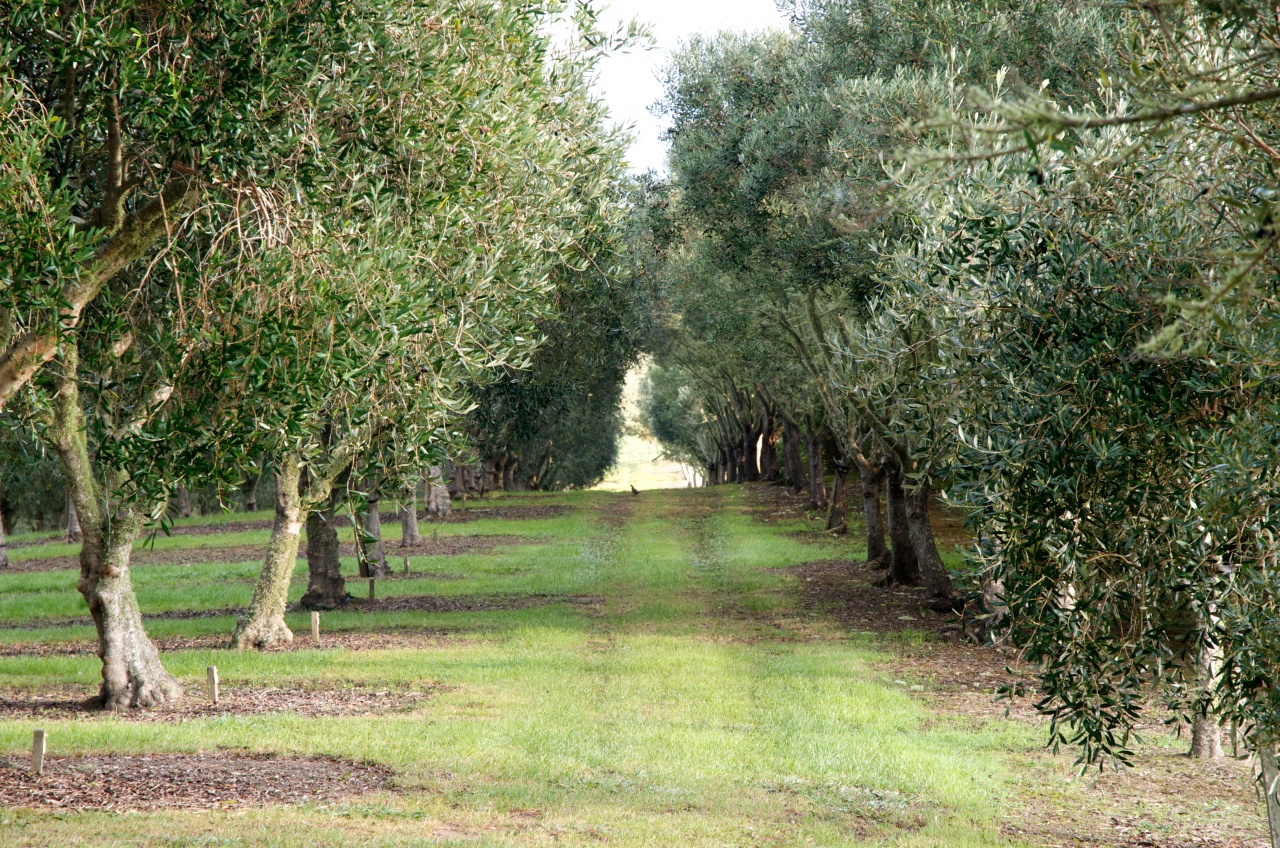 From Tree to Bottle Olive Grove Tours and Olive Oil Tastings, Warkworth Photo of From Tree to Bottle Olive Grove Tours and Olive Oil Tastings, Warkworth, Warkworth