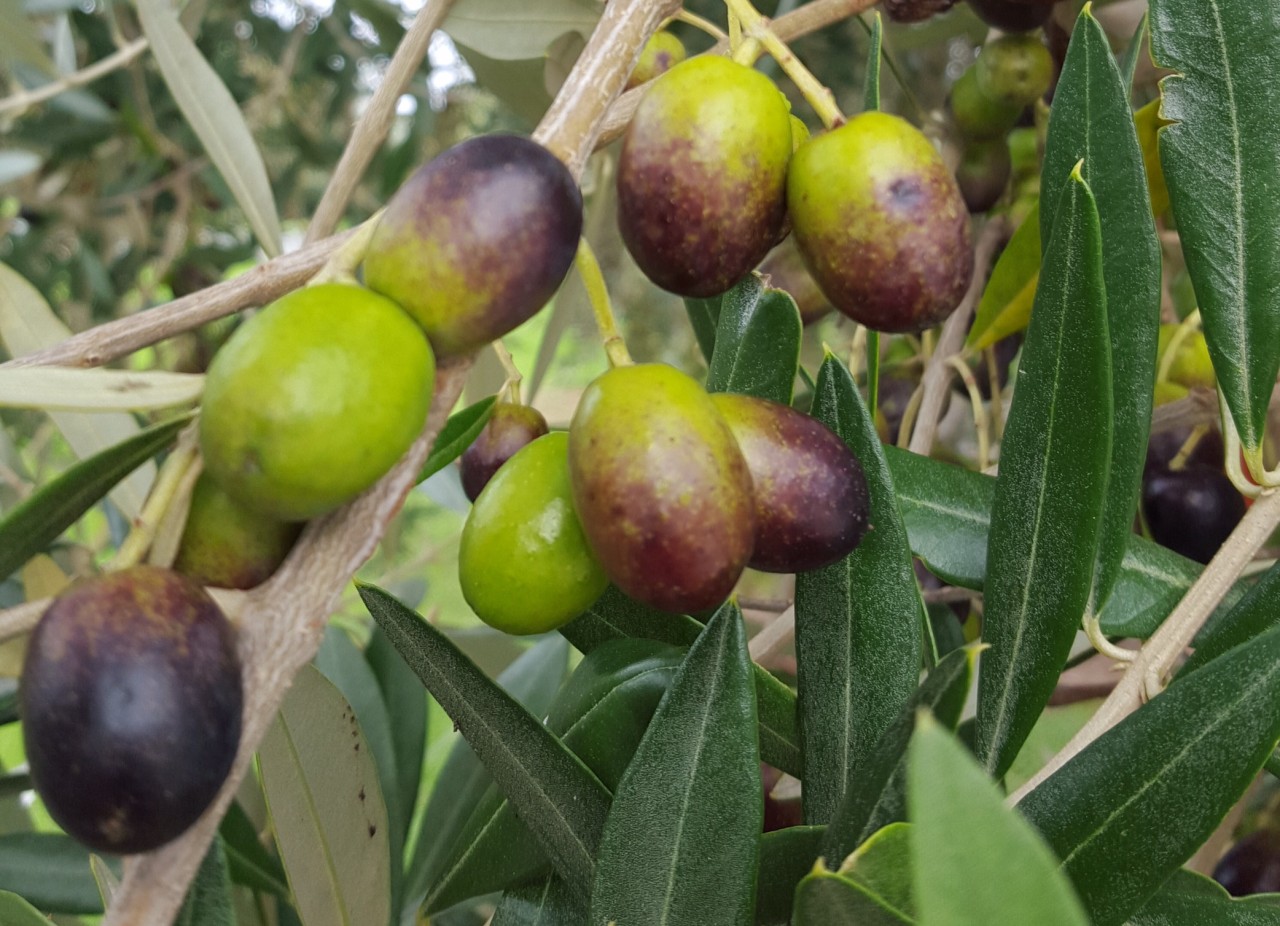 From Tree to Bottle Olive Grove Tours and Olive Oil Tastings, Warkworth Photo of From Tree to Bottle Olive Grove Tours and Olive Oil Tastings, Warkworth, Warkworth