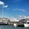 Auckland Whale & Dolphin Safari - Hero Banner Image 1 NEW