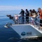 Auckland Whale & Dolphin Safari - Hero Banner Image 3 NEW