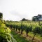 Photo of Babich Wines Ltd, Henderson Valley, Henderson Valley